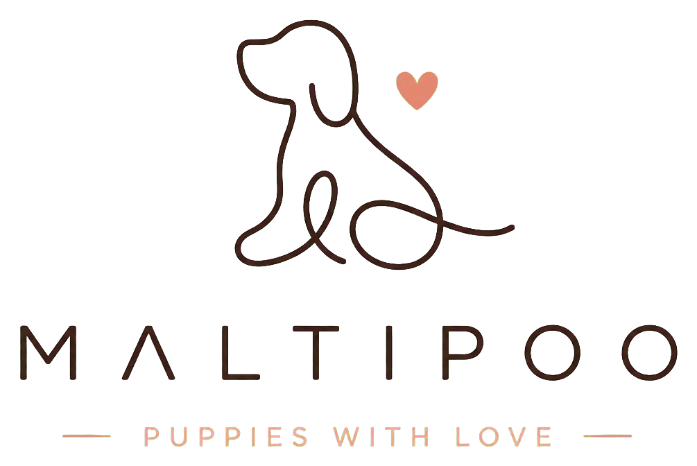 Maltipoo — Puppies with love